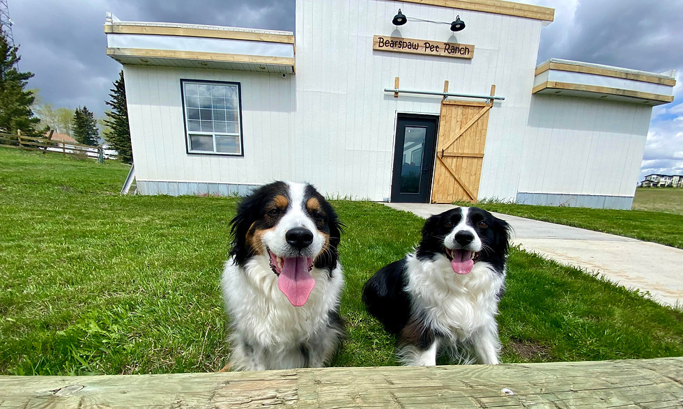Bearspaw Pet Ranch Dog Daycare Dog Boarding Calgary Cochrane